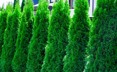 Hedging Trees