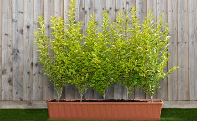 Instant Hedging