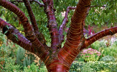Trees with Interesting Bark