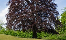 Mature Trees