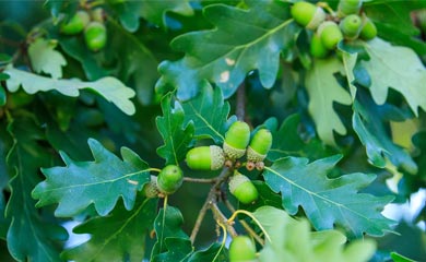Native Trees