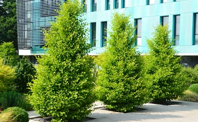 Ornamental Trees