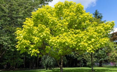 All Other Trees