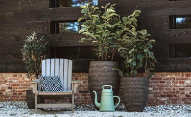 Trees for Pots & Patios