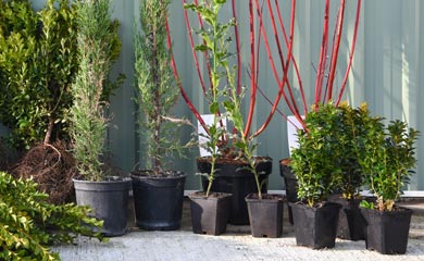 Pot Grown Hedge Plants