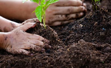Trees for Rich Fertile Soil