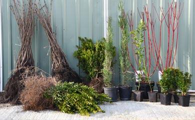 Hedging By Root Type