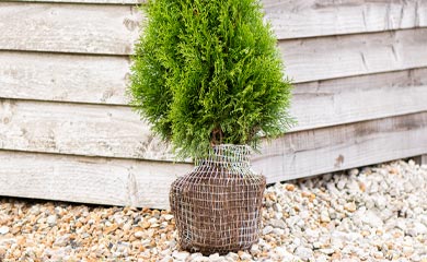 Root Ball Hedge Plants