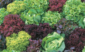 Salad Plants