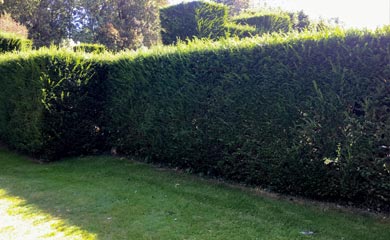 Hedging For Shade