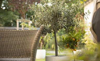 Trees for Small Gardens