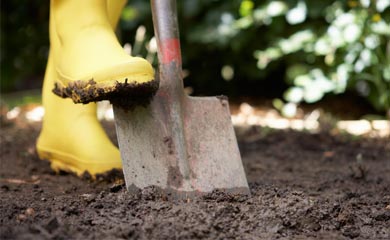 Trees by Soil Type
