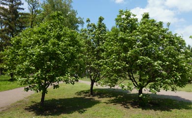 Rowan Trees - Sorbus