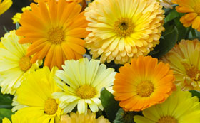 Seeds to Sow in August