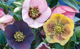 Seeds to Sow in December