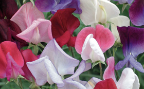 Seeds to Sow in February