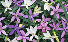 Seeds to Sow in January