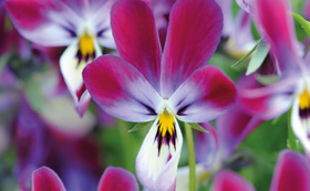 Seeds to Sow in June