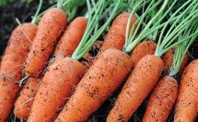 Seeds to Sow in March