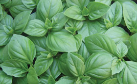 Seeds to Sow in November
