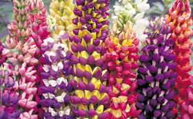 Seeds to Sow in October