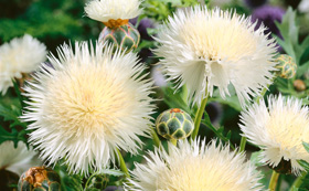Seeds to Sow in September