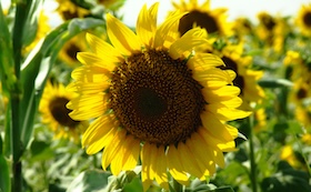 Edible Flower Seeds