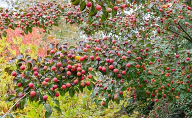 Trees with Berries