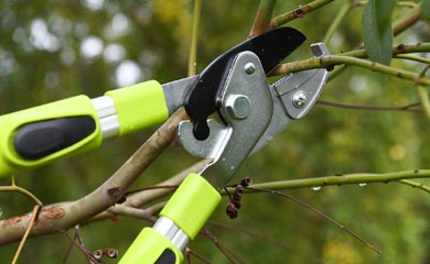 Tree Essentials
