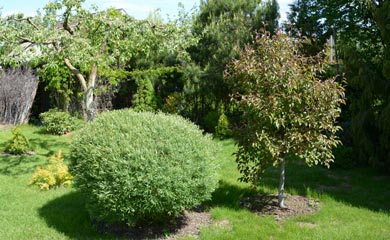 Trees By Feature