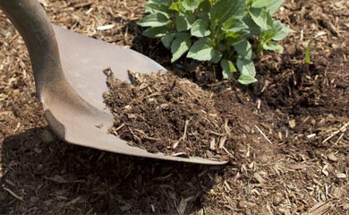 Trees for Well Drained Soil