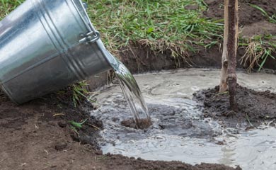 Trees for Wet Soil