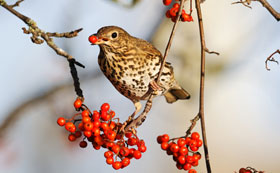 Special Offers on Wild Birdfood