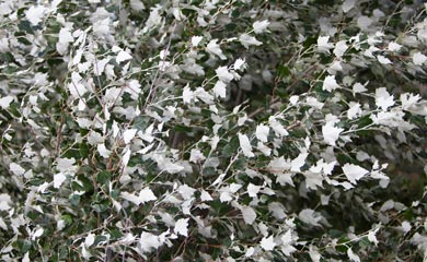 Hedging For Windy & Exposed Areas