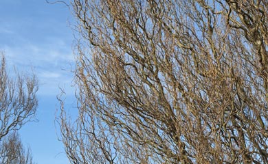 Trees for Windy & Exposed Areas