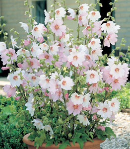 Lavatera 'Barnsley Baby'</br>1 x 9cm pot NOW £9.99