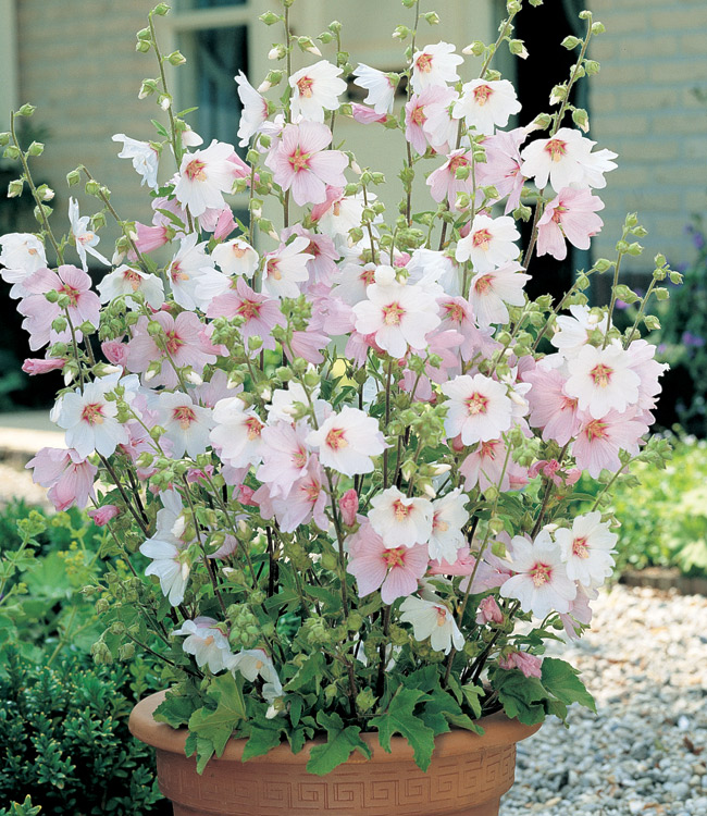 Lavatera 'Barnsley Baby'