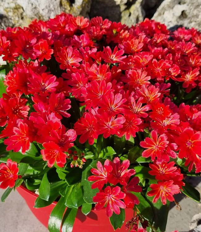 Lewisia 'Sunset Glow'