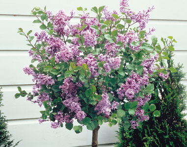 Perfect for embellishing doors and gateway