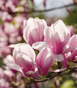 Magnolia 'Red Lucky'</br>NOW £18
