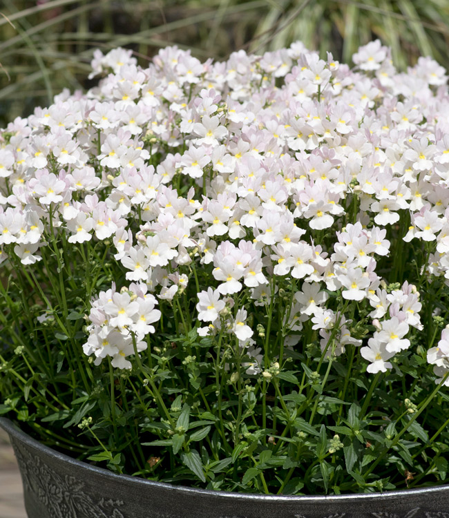 Nemesia 'Wisley Vanilla'