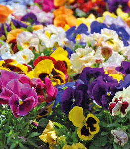 Pansy 'Matrix™ Mixed'</br>FROM £7.99