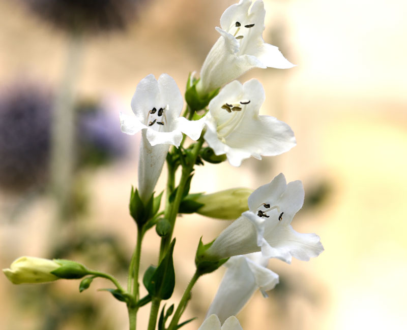 Penstemon 'Pensham Wedding Day'