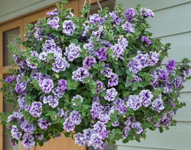 Fragrant double-bloomed petunias
