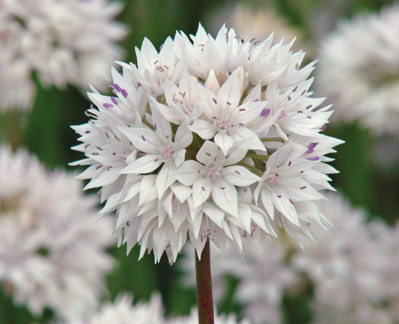 Allium 'Graceful Beauty'
