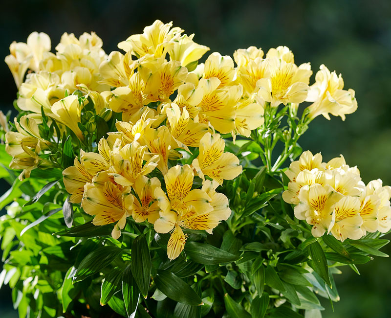 Alstroemeria 'Inticancha Havana' from £9.99
