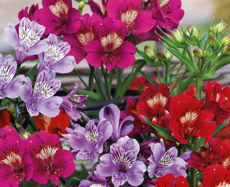 Alstroemeria 'Tree Everest Mix' from £24.99