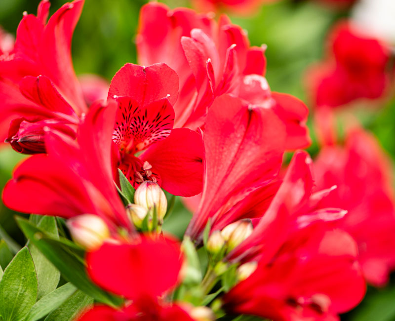 Alstroemeria 'Valentino' from £10.99