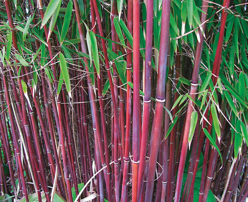 Umbrella Bamboo 'Asian Wonder'