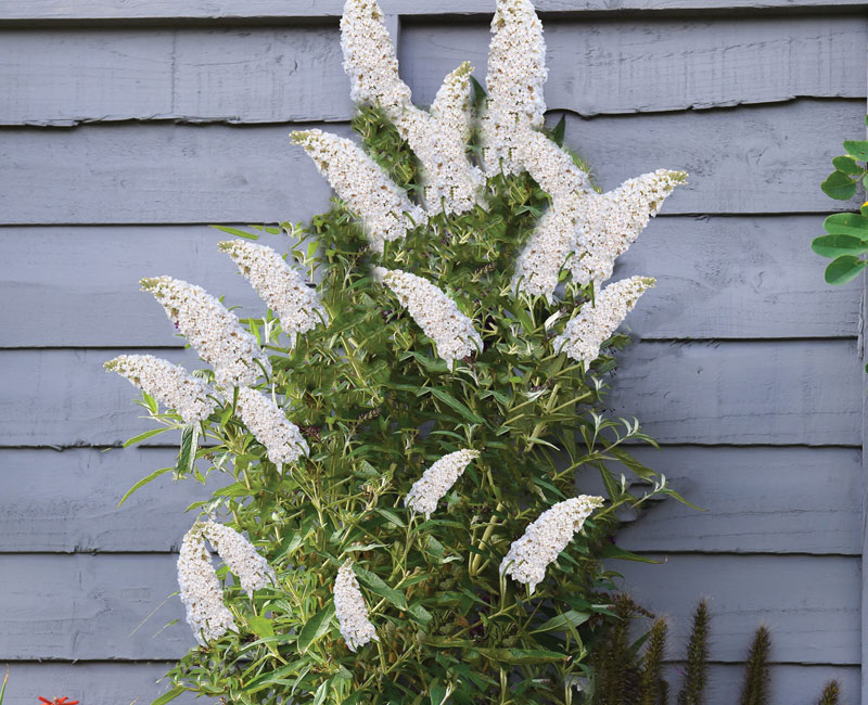Buddleja Butterfly Towers White